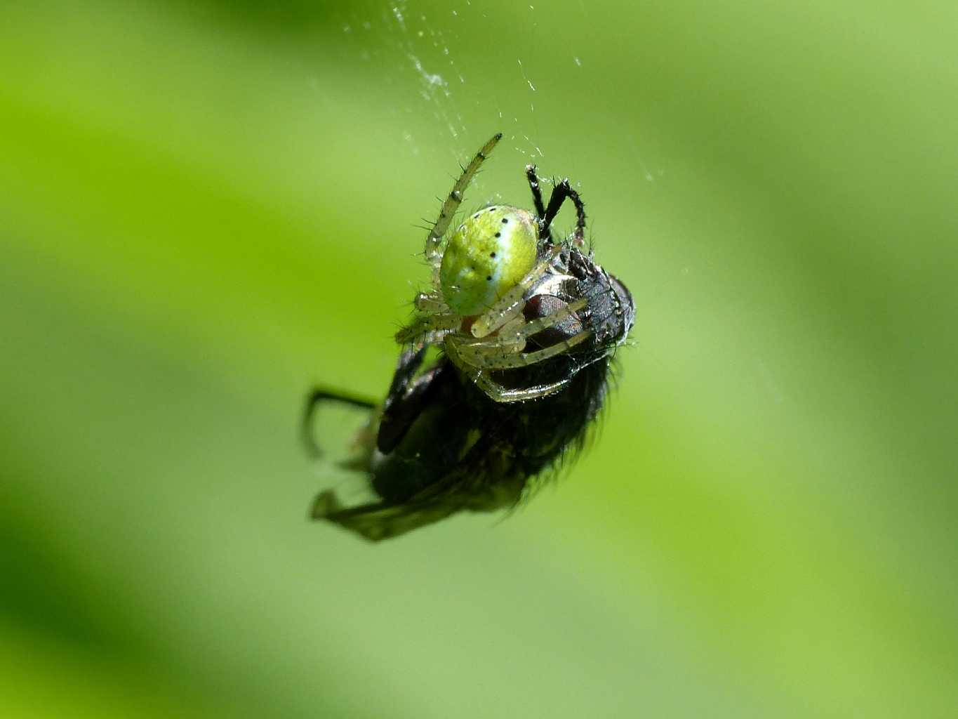 Giovane Araniella sp. e grosso dittero - Montecompatri (RM)